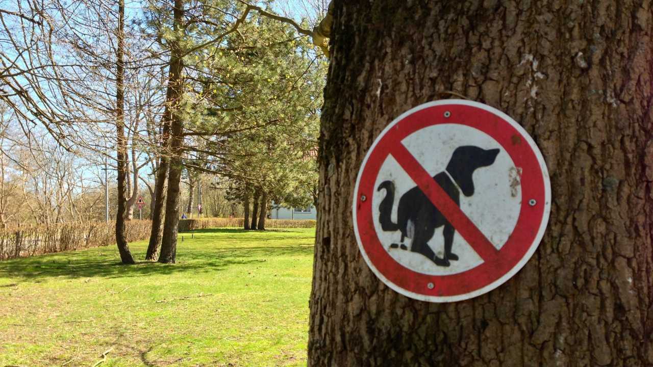 Hundekot auf dem Spielplatz ist für Kinder und Eltern immer wieder ärgerlich.