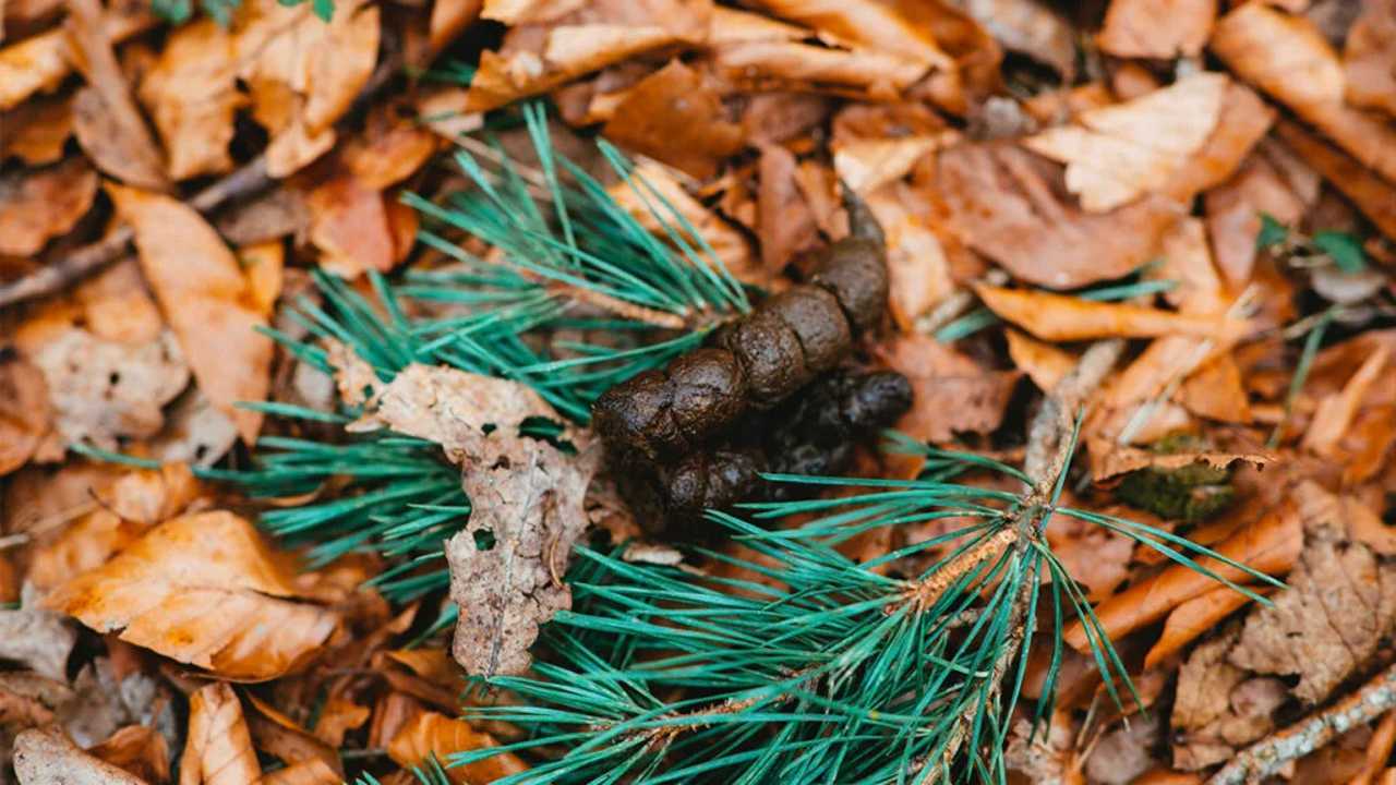 Ein Haufen Hundekot inmitten von Blättern und Pinienästen.