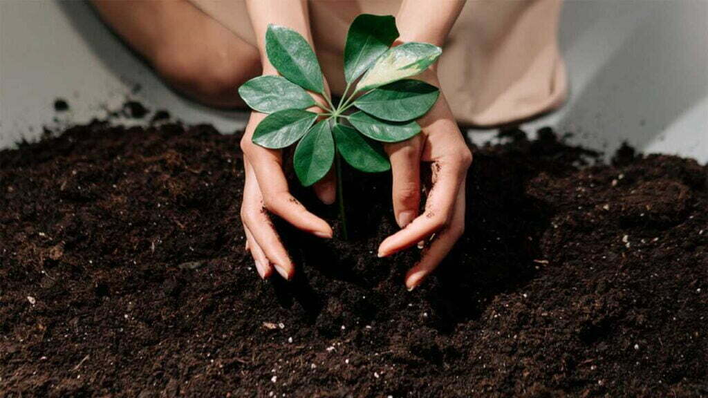 compost from your toilet can be used in a variety of ways.