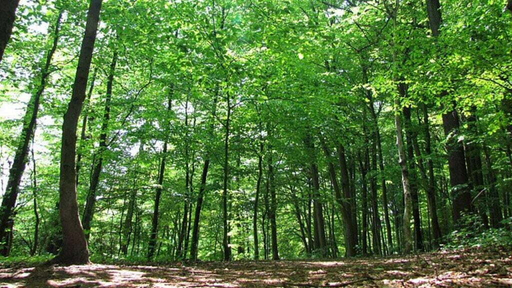Ein Wald, aufgenommen aus einem niedrigen Winkel. Die Bäume sind vollständig grün. Ein leichter Schimmer des blauen Himmels schient durch die Baumkronen.