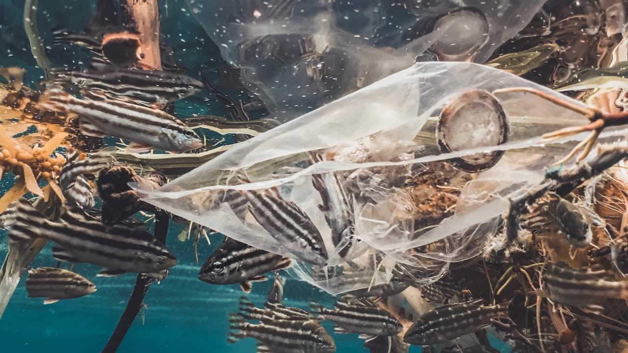 Plastik in Ozeanen hält Fische gefangen und kann diese töten.