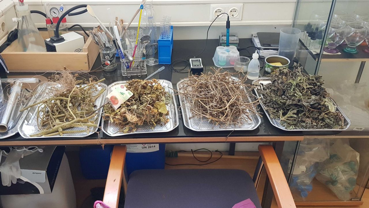 Vier Tabletts sind nebeneinander auf einem Tisch aufgestellt. Auf jedem Tablett befinden sich getrocknete Bestandteile der Pflanzen. Dahinter stehen diverse chemische Mittel, die für die Analyse verwendet wurden.