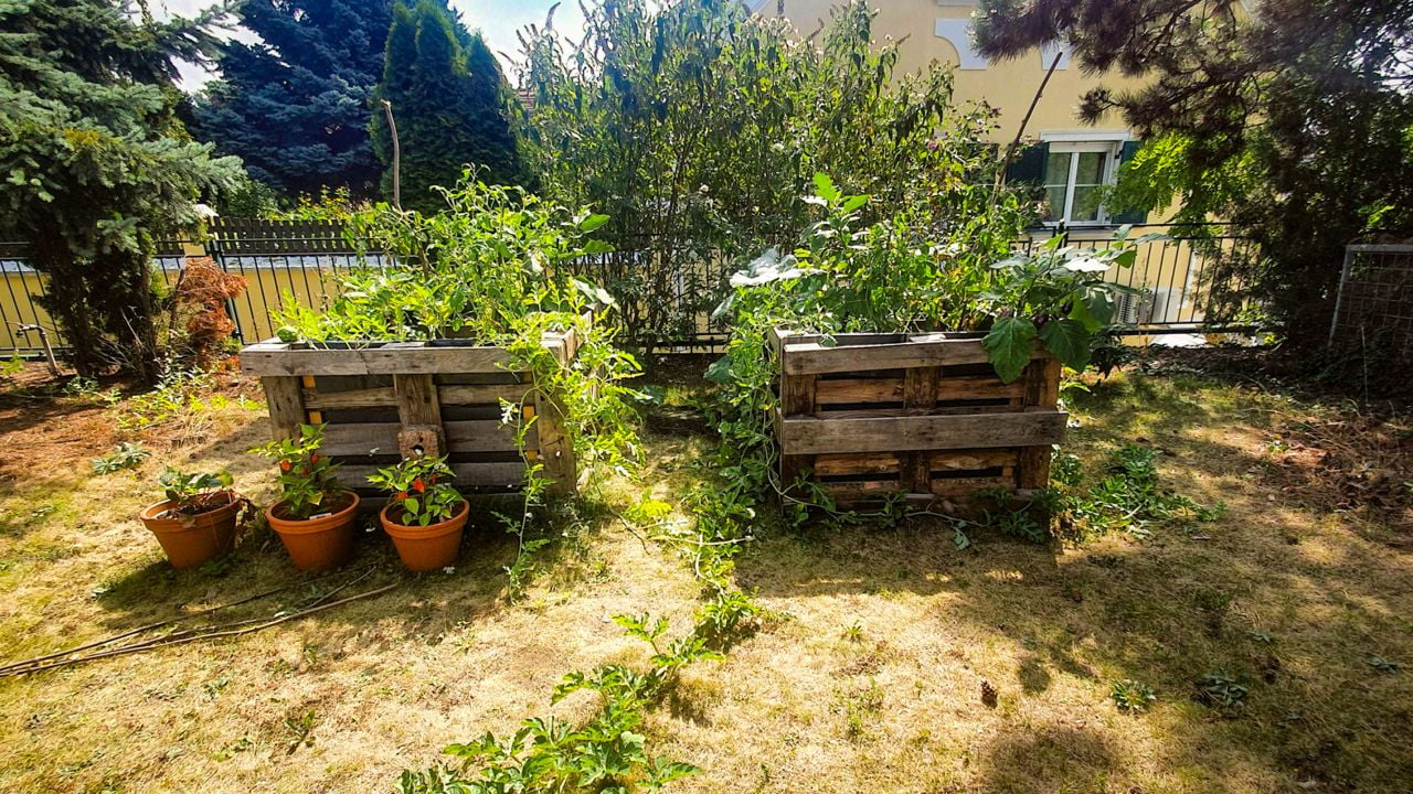 Zwei Hochbeete nebeneinander. Aus dem rechten wächst eine lange Ranke, vor dem linken stehen drei Töpfe mit Tomatenpflanzen.