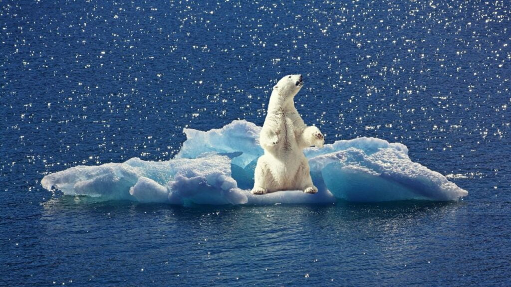 Ein Eisbär sitzt auf einer Eisscholle, die einsam im Wasser treibt. Er blickt nach oben, vermutlich, um sich nach einem Fluchtweg umzusehen. Der Tag des Eisbären soll auf die Umstände aufmerksam machen.